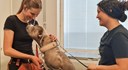 En djurvårdselev på Tenhults naturbruksgymnasium undersöker en  hund med stetoskop