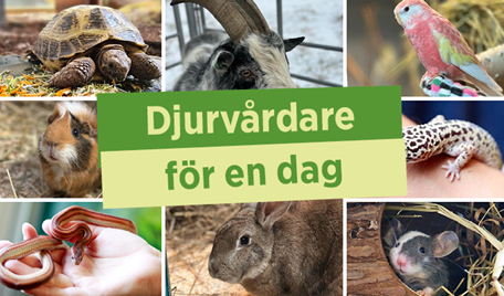 Bildkollage av olika typer av smådjur, get, orm, ödla, marsvin, kanin.