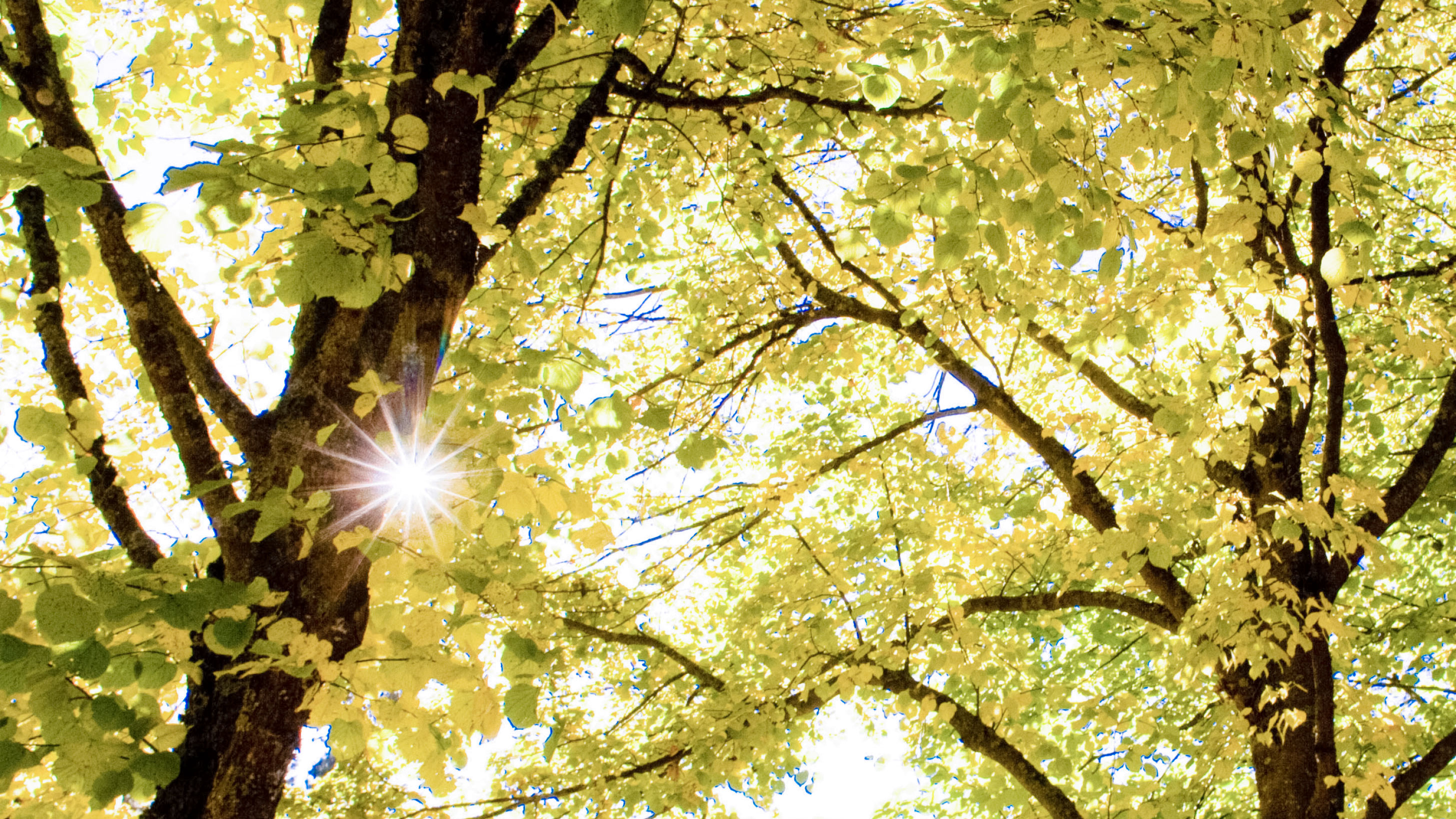 Bladverk där solens strålar tränger igenom.