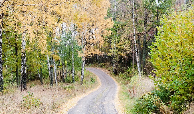Skogsväg med björkar under hösten