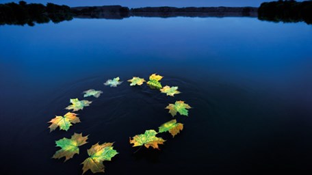 Löv på sjö bildar eu-flagga