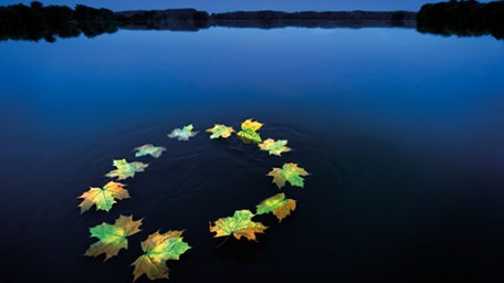 Löv på sjö bildar EU-flagga.