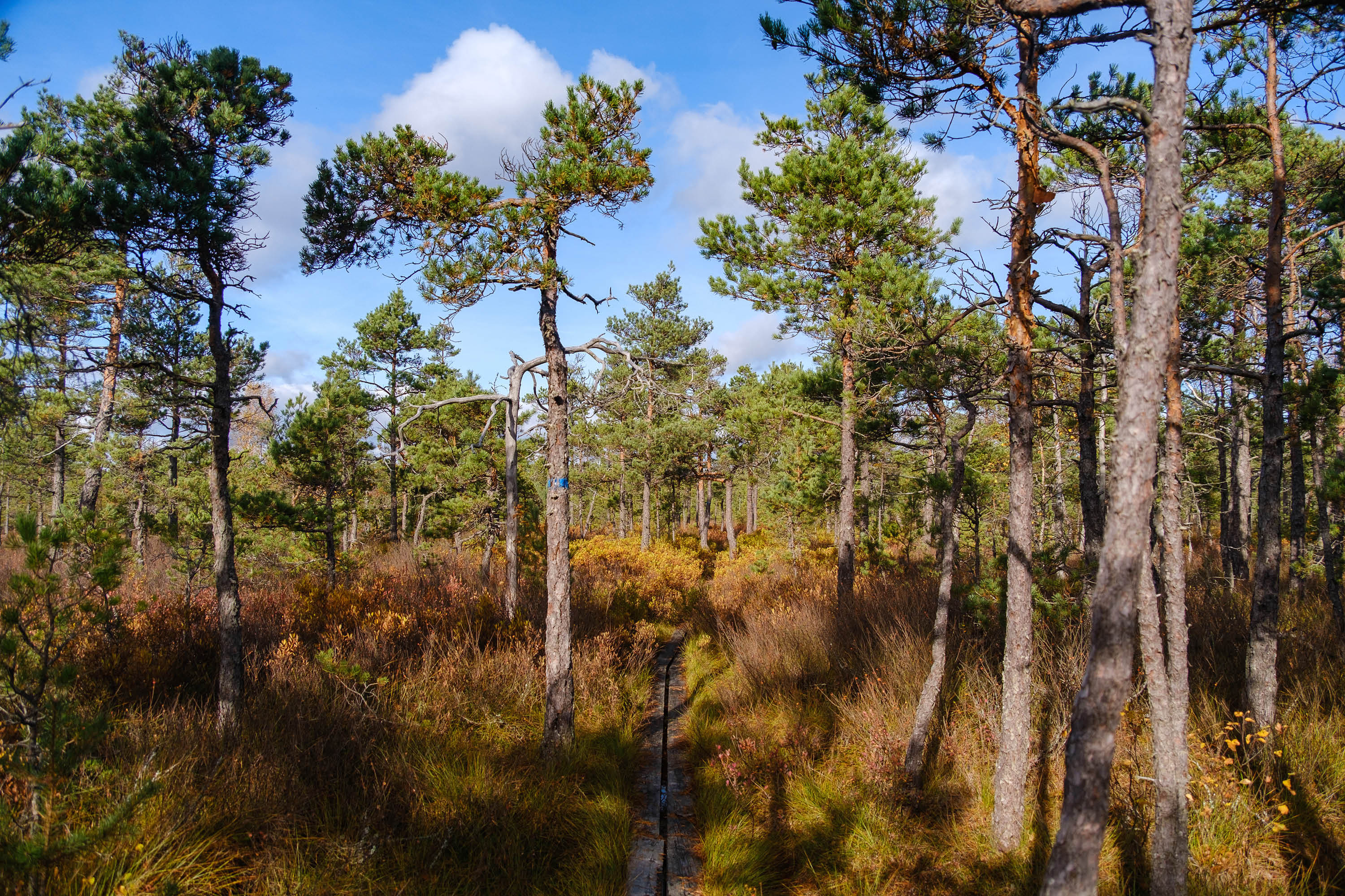 En mosse i Småland.