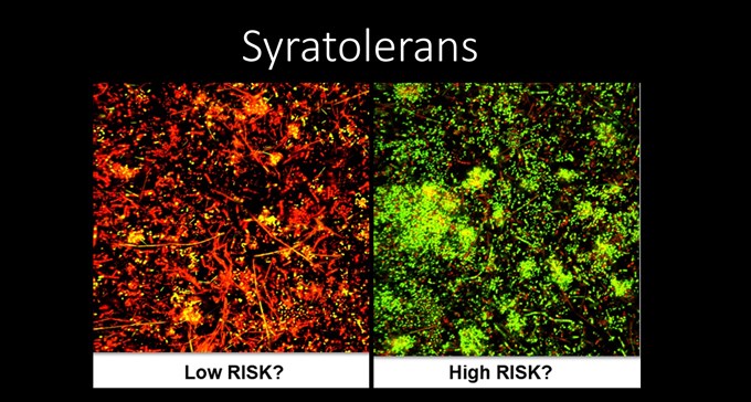 Infärgning av syratolerans. En bild med rött mönster som visar en låg risk, en bild med ett grönt mönster som visar en hög risk.