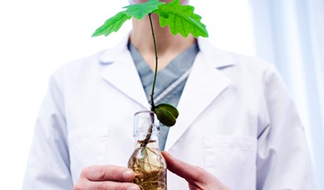 En person håller en liten grön planta i sina händer.