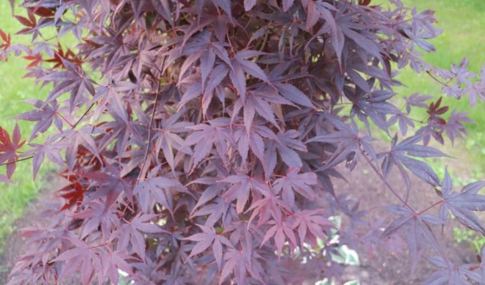 japansk blodlönn