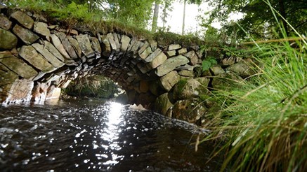 Låg vinkelbild av en liten stenbro över en bäck, omgiven av grönskande växter.