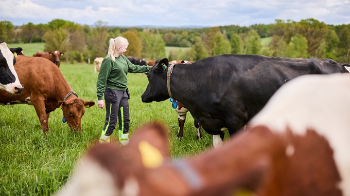 En ung kvinnlig lantbrukare står o en grön hage med kossor. Hon klappar en av kossorna på huvudet. 