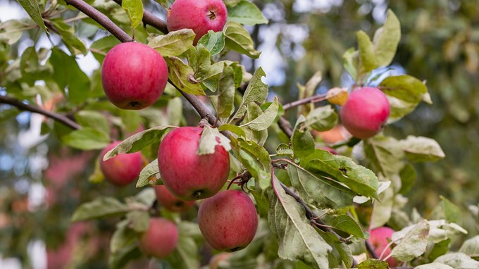 Röda äpplen i ett äppelträd.