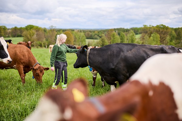 Tjej i en hage tillsammans med flera kor