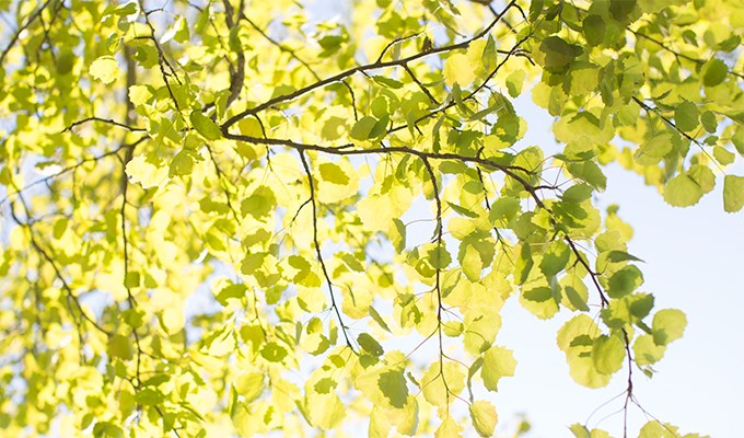 Träd med gröna löv i närbild där solen lyser igenom
