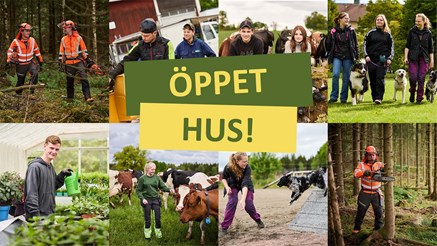 Flera bilder med elever som är i skogen, med hundar, med kor och maskiner. På bilden står texten Öppet Hus.