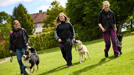 En elev står vid mjölkmaskinen och ska mjölka en ko.