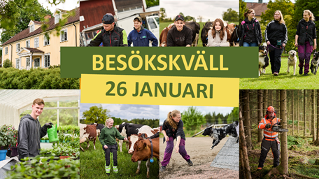 Bildkollage med elever från våra tre utbildningar, i skogen, på agilitybanan och med korna med texten Besökskväll 26 januari