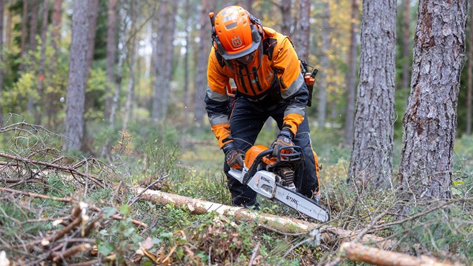 En elev står i orangea varselkläder och kvistar ett träd med motorsåg