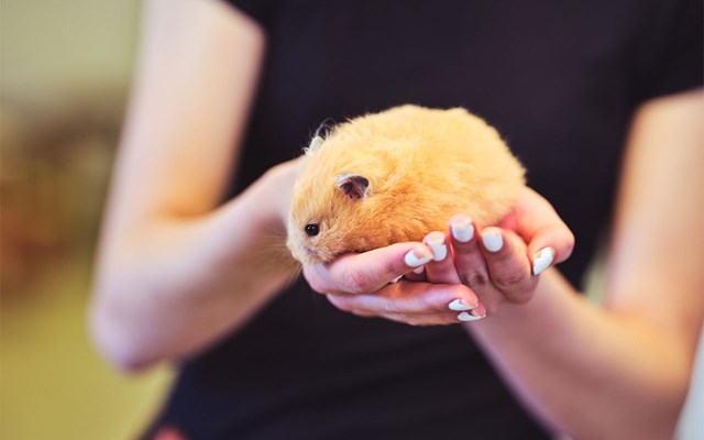 Kupade händer som håller i en guldhamster.