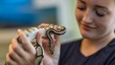 En elev vid Tenhults naturbruksgymnasium håller i en kungspytom orm som slingrar sig runt flickans fingar.