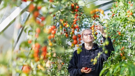 En tjej står i växthuset och plockar tomater.