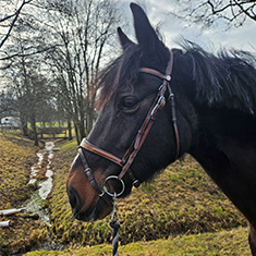 Clovers mörkbruna huvud med ett brunt träns på, ute i skogen en solig dag.