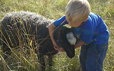 pojke kramar om ett får