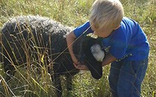 barn kramar om ett får
