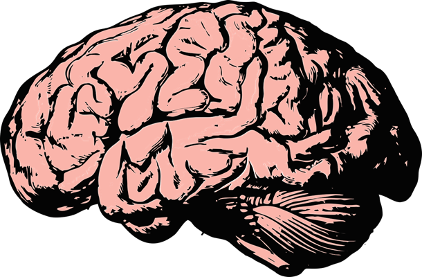 illustration - hjärna 